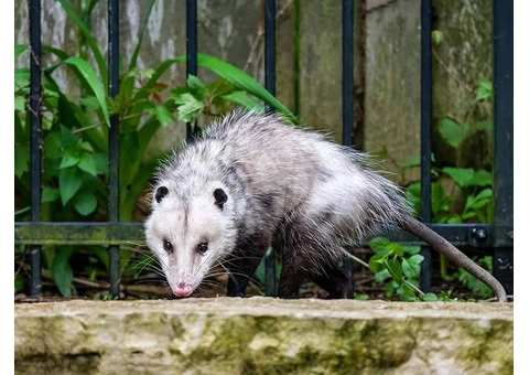 711 Possum Removal Adelaide - 4/4
