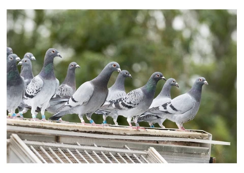 Tom's Pest Control Geelong