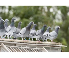 Tom's Pest Control Geelong