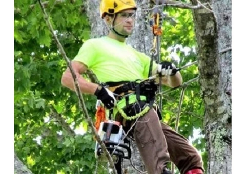 Arborist Tree Specialist in Australia