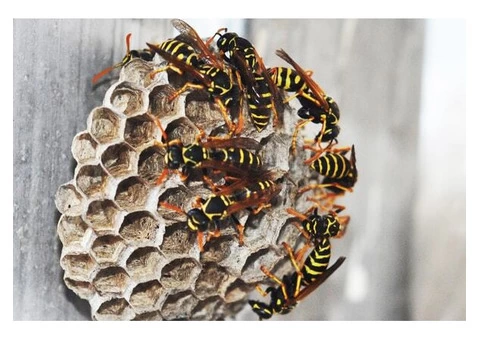 Professional Wasp Control Specialists in Narre Warren South