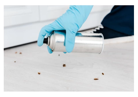 Best Cockroach Control  in Cranbourne by Expert Professionals