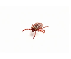 Are The Ticks Overpopulating Your Backyard?