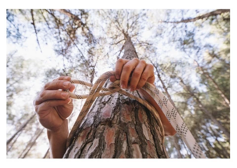 Universal Tree Care is the Tree Specialist Near Me in Sydney