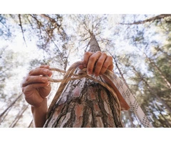 Universal Tree Care is the Tree Specialist Near Me in Sydney