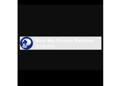 Possum Removal Brisbane l Possum-free environment