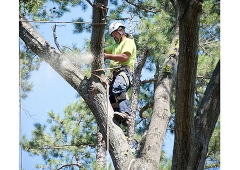 Best arborist tree service in Adelaide