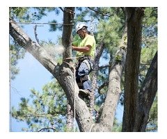 Best arborist tree service in Adelaide