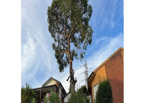 BEST Tree Removal Services in Toorak - Abdul Trees Removal