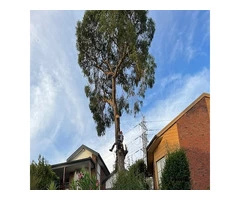 BEST Tree Removal Services in Toorak - Abdul Trees Removal
