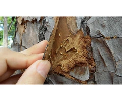 How to Know if my Tree has Termites – Signs of Termites