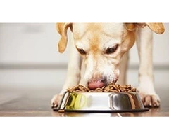 One-stop Pet Shop in Penrith