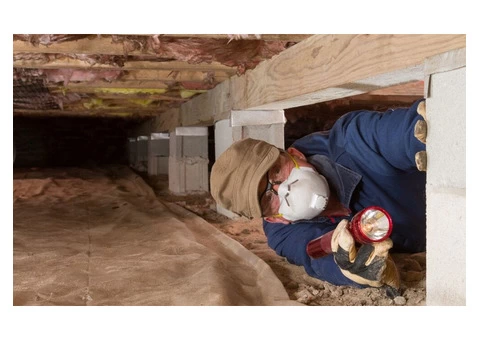 Termite inspections Why They're Important Never allow a bug bite!