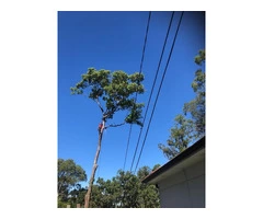 Tree Trimming Sydney