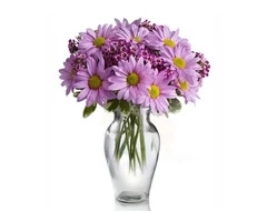 Order Same day & midnight Daisies delivery in Australia | Gifts Delivery Australia
