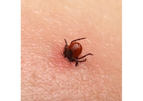 Is It Urgent To Spray Your Lawn To Dismiss The Ticks?