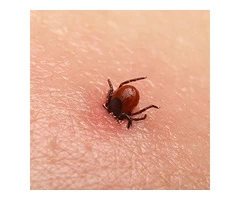 Is It Urgent To Spray Your Lawn To Dismiss The Ticks?