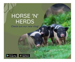 Horse N Herds - Livestock Buying & Selling App