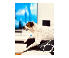 Emergency Vet Services in South Lake - Fast and Reliable Care