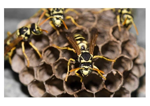Professional Wasp Control Specialists in Cranbourne