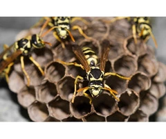 Professional Wasp Control Specialists in Cranbourne