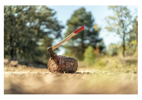 Tree Lopping in Western Sydney: Universal Tree Care