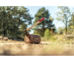 Tree Lopping in Western Sydney: Universal Tree Care
