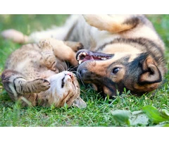 Cat Urine Rug Cleaning in Sydney