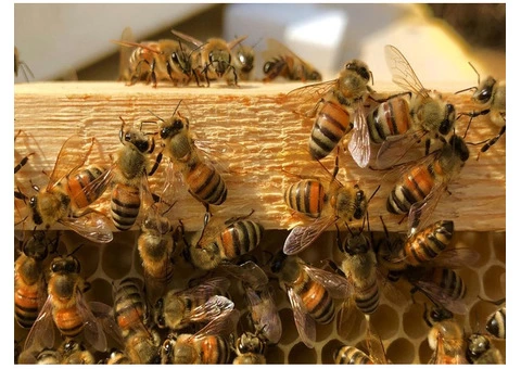 Professional Bees Control and Removal Services in Sydney