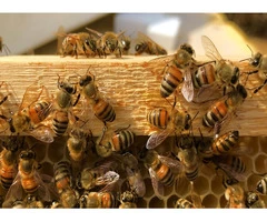 Professional Bees Control and Removal Services in Sydney