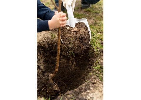 Tree Mulching Sydney in Sydney: Universal Tree Care