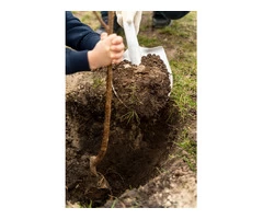 Tree Mulching Sydney in Sydney: Universal Tree Care
