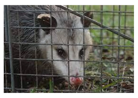 Possum Removal Carnegie