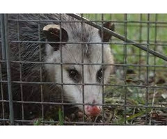 Possum Removal Carnegie