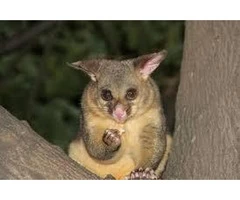 Possum Removal Upwey