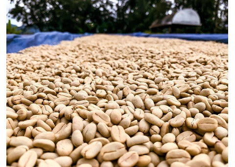 The Best Coffee Beans in Melbourne | Gigante Techniflavour