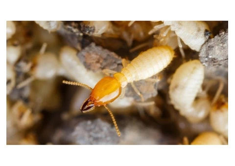 Did You Notice Any Of The Pests Is Increasing Their Family?