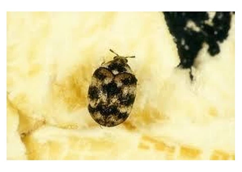 Did You Notice Any Of The Pests Is Increasing Their Family? - 2/2