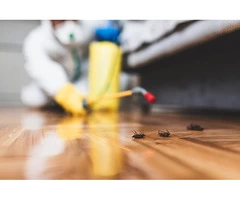 Best Pest Control Services in Melbourne
