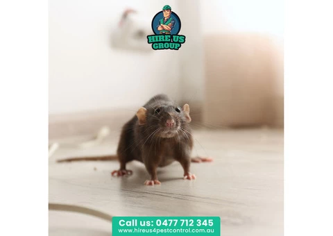 We Are The Leading Mice Removal Professionals Across Melbourne