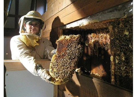 Bee Removal Melbourne Expert Solutions for Safe and Humane Beehive Removal