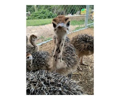 Ostriches for sale.