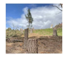 Tree Felling Adelaide
