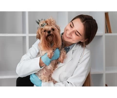 Quality Veterinary Care in South Lake Your Pet's Health Matters!