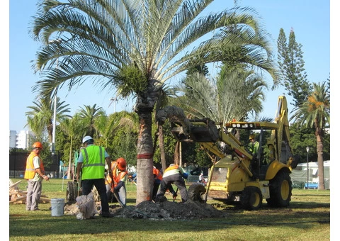 Expert Palm Tree Removal Adelaide