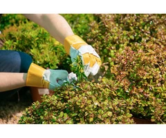 Say Goodbye to Weeds! Get a Pristine Lawn with Clay Fields Hort