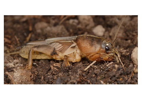 Effective Pest Control Services for a Pest-Free Home! - 1/3