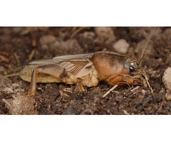 Effective Pest Control Services for a Pest-Free Home!