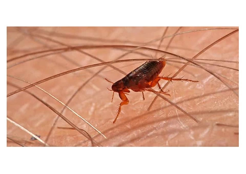 Effective Pest Control Services for a Pest-Free Home! - 2/3