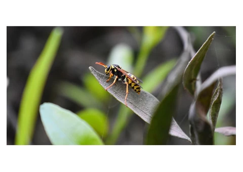 Effective Pest Control Services for a Pest-Free Home! - 3/3